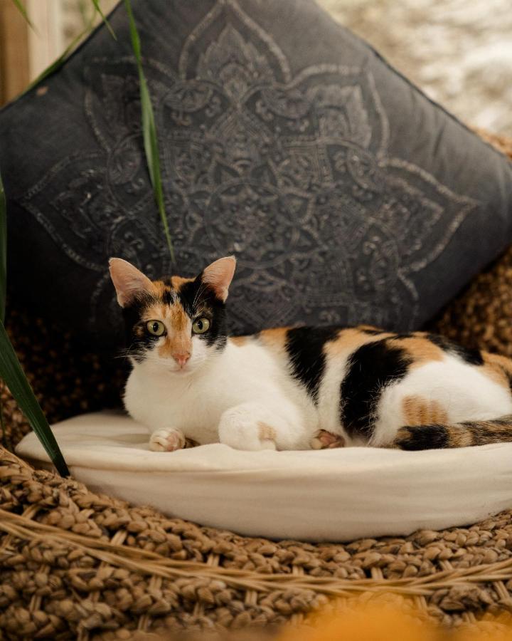ホテル Basundari Retreat Ubud エクステリア 写真